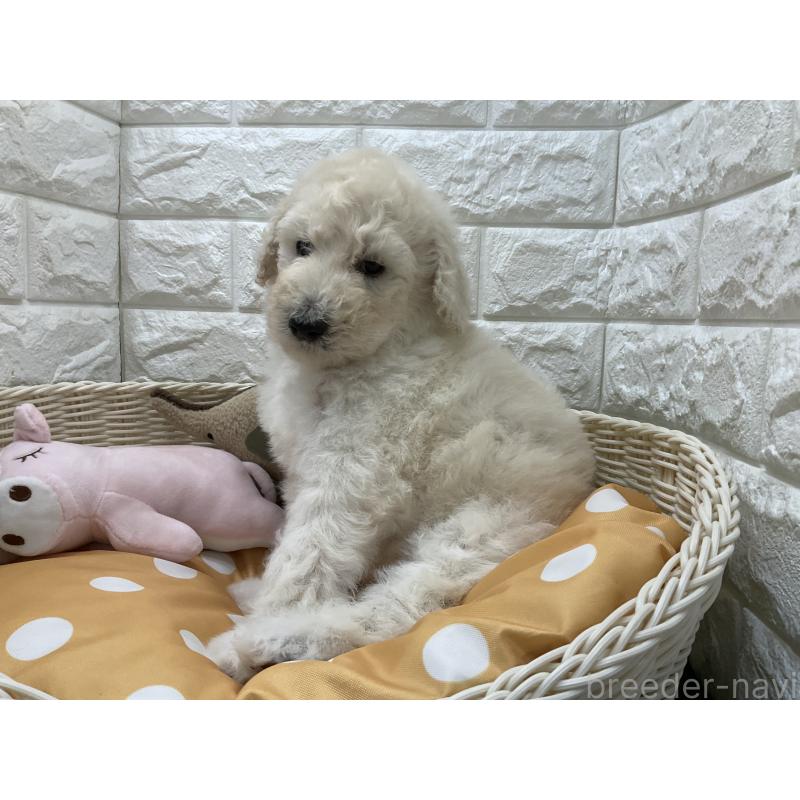 販売中の北海道のスタンダードプードル-425237の3枚目