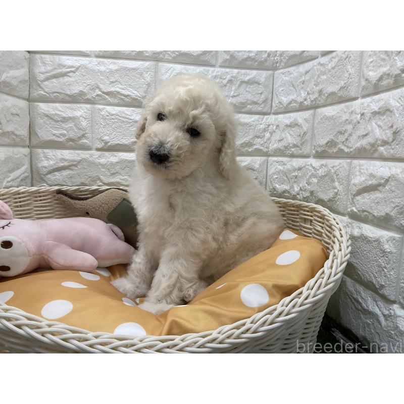 販売中の北海道のスタンダードプードル-425237の2枚目