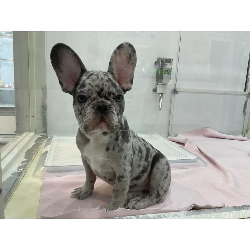 販売中の北海道のフレンチブルドッグ-425238の3枚目