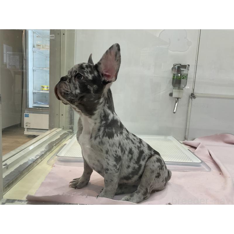 販売中の北海道のフレンチブルドッグ-425238の2枚目