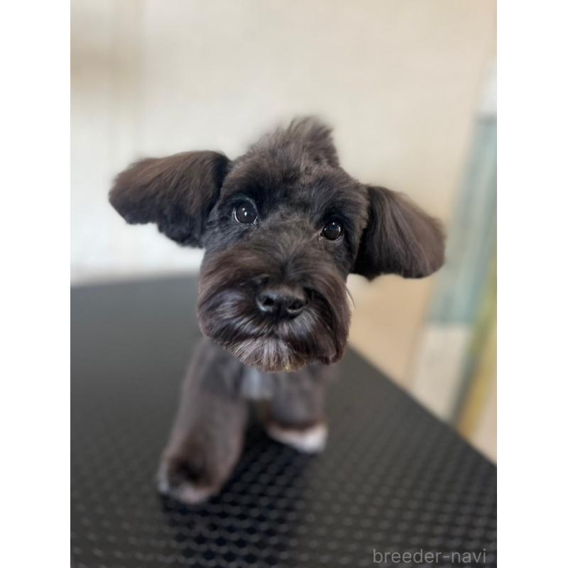 成約済の静岡県のミニチュアシュナウザー-382666の4枚目