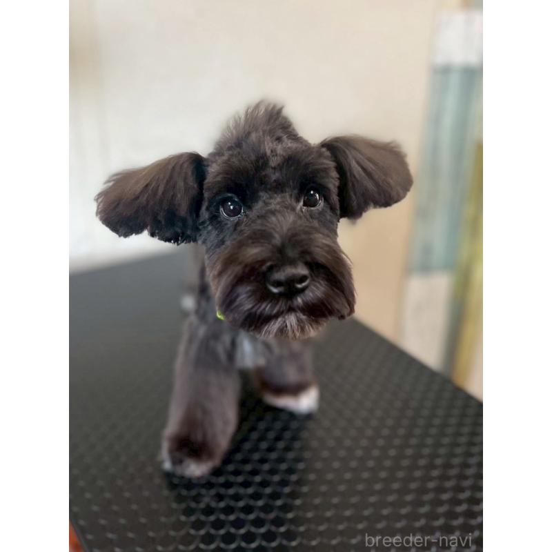 成約済の静岡県のミニチュアシュナウザー-382666の3枚目