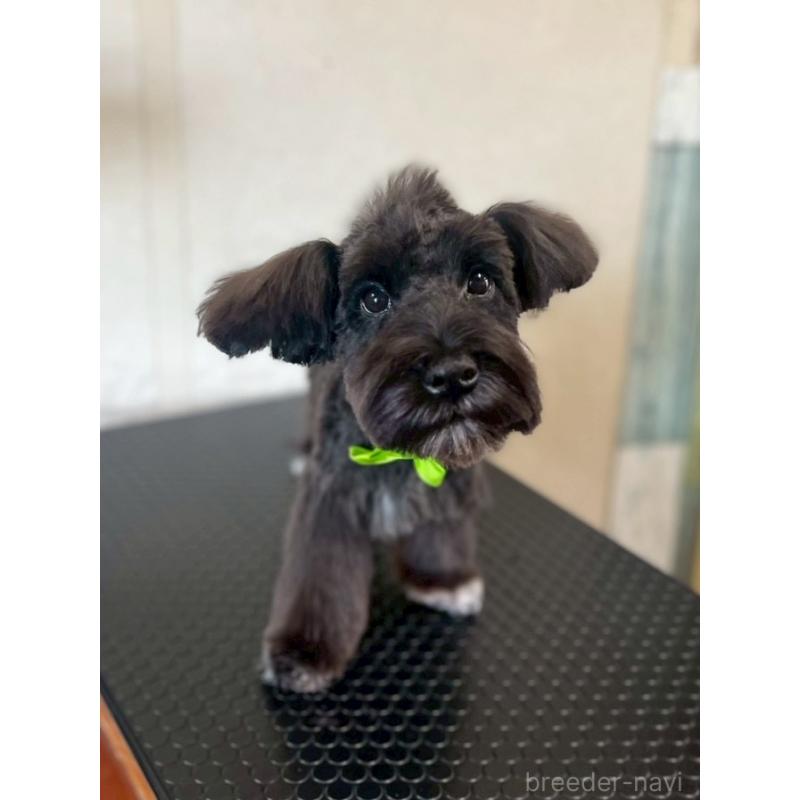 販売中の静岡県のミニチュアシュナウザー-382666