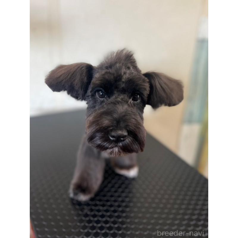 成約済の静岡県のミニチュアシュナウザー-382666の2枚目