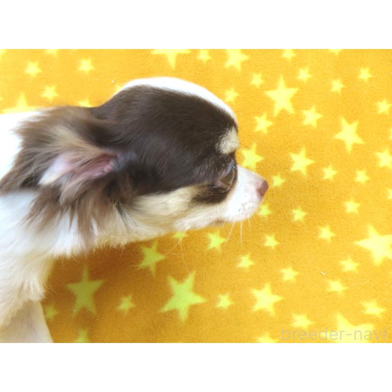 成約済の千葉県のチワワ(ロングコート)-403229の2枚目