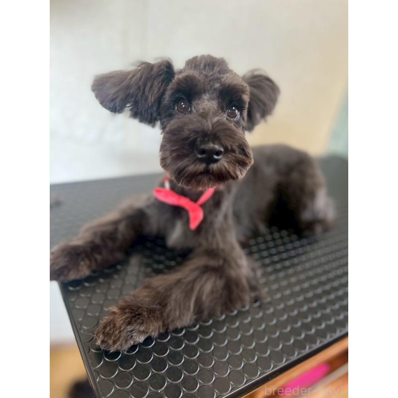 販売中の静岡県のミニチュアシュナウザー-382667の5枚目