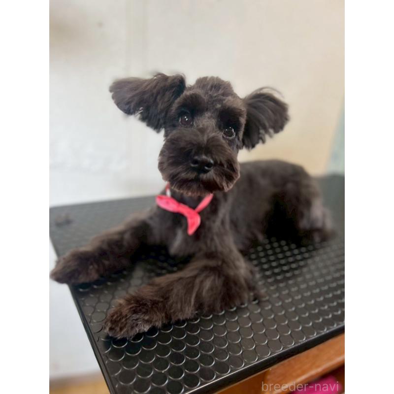 販売中の静岡県のミニチュアシュナウザー-382667の4枚目