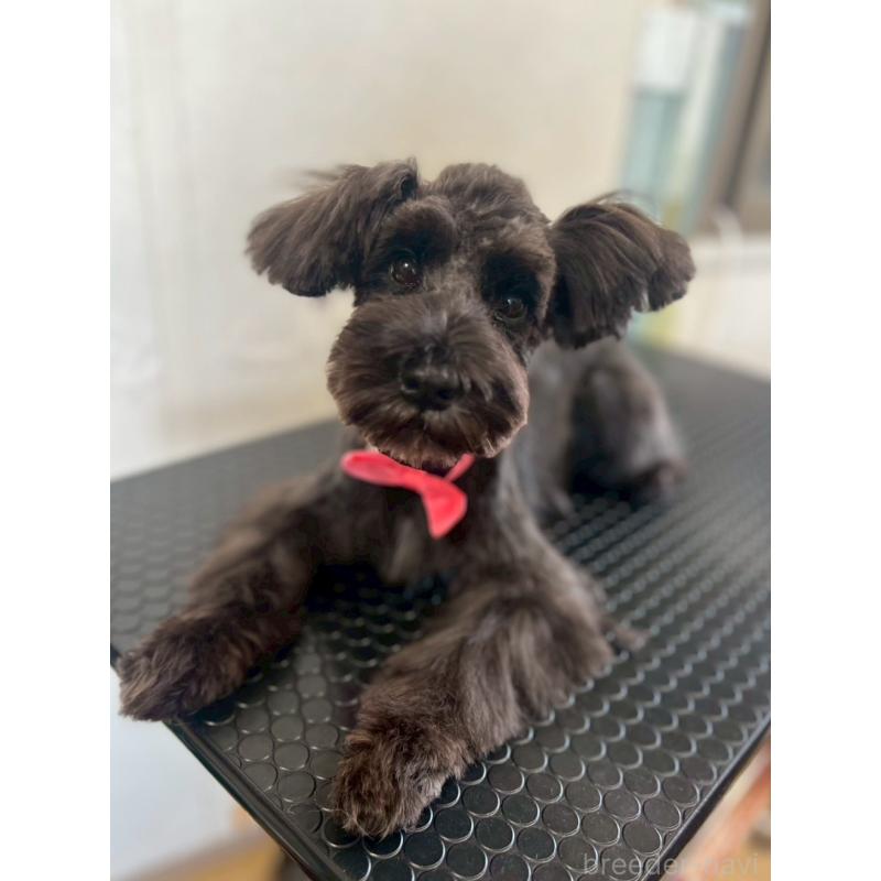 販売中の静岡県のミニチュアシュナウザー-382667の3枚目