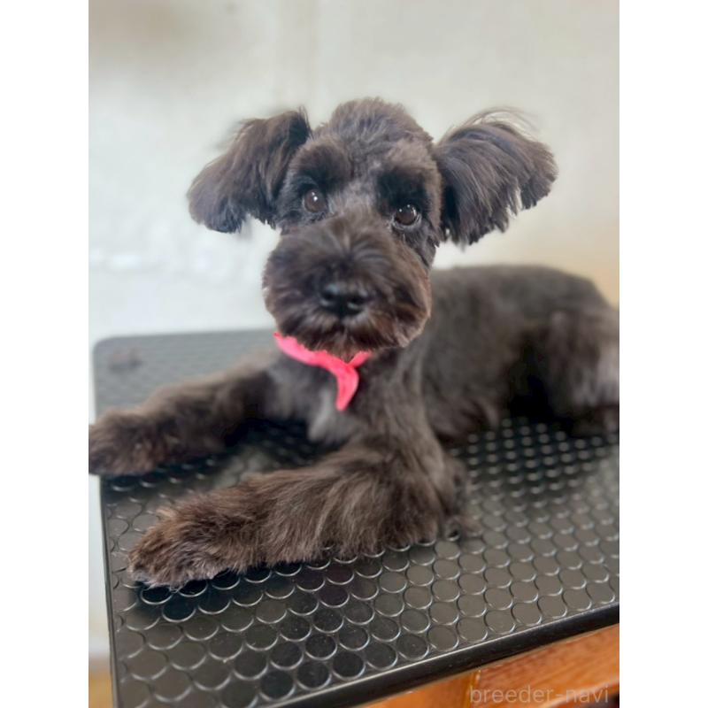 販売中の静岡県のミニチュアシュナウザー-382667