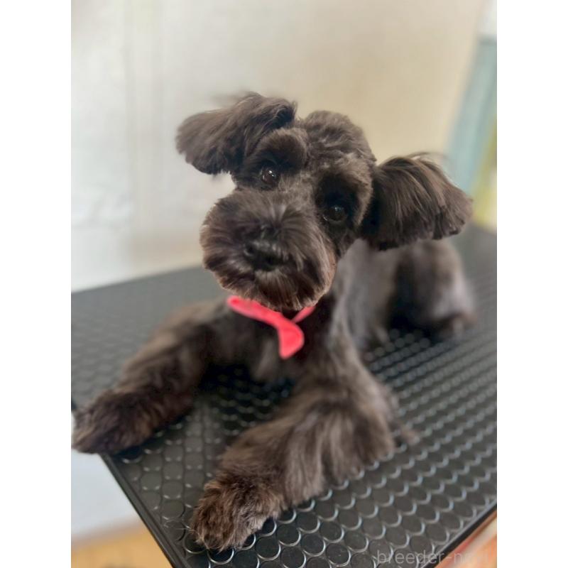 販売中の静岡県のミニチュアシュナウザー-382667の2枚目