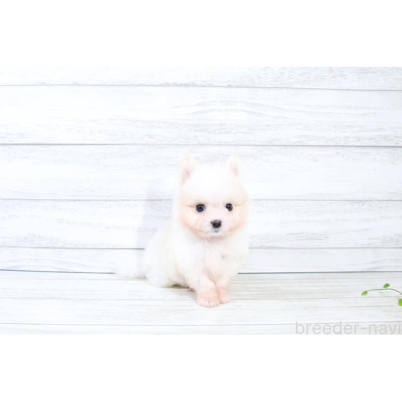 販売中の京都府のポメマル:ポメラニアン×マルチーズ-425240の6枚目