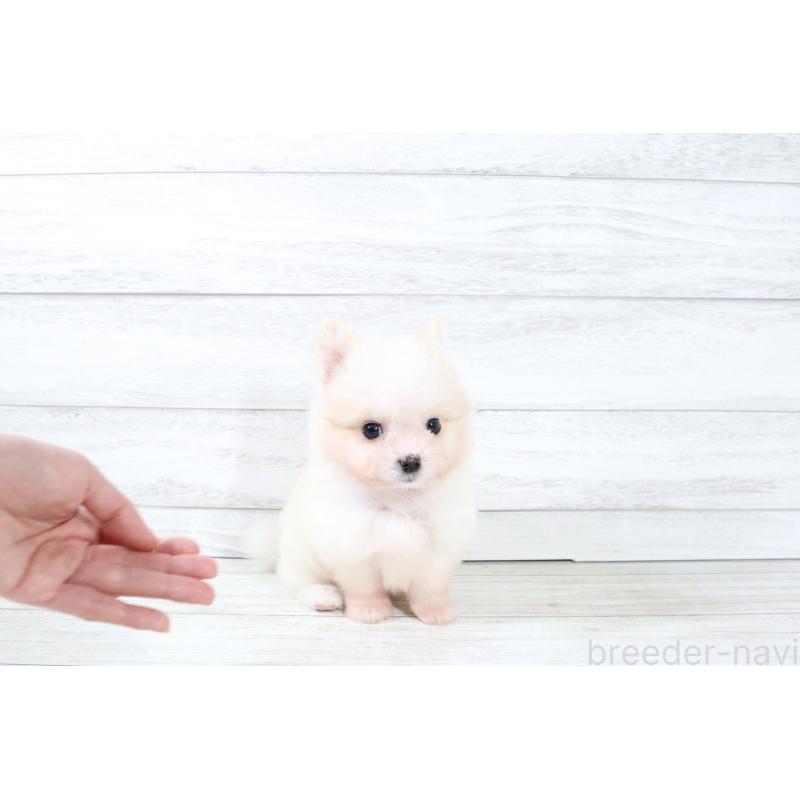 販売中の京都府のポメマル:ポメラニアン×マルチーズ-425240の4枚目