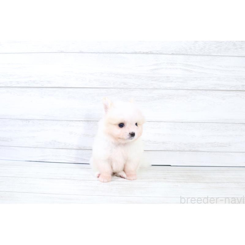 販売中の京都府のポメマル:ポメラニアン×マルチーズ-425240の3枚目