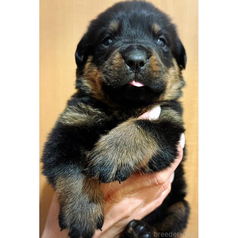 販売中の愛知県のロットワイラー-420737の5枚目