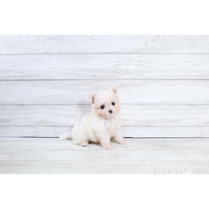 販売中の京都府のポメマル:ポメラニアン×マルチーズ-425241の7枚目