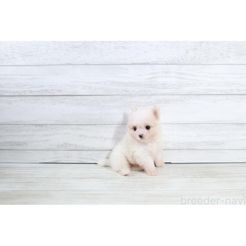販売中の京都府のポメマル:ポメラニアン×マルチーズ-425241の6枚目