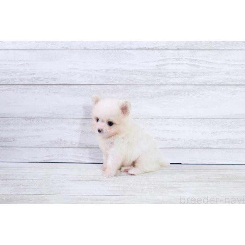 販売中の京都府のポメマル:ポメラニアン×マルチーズ-425241の5枚目