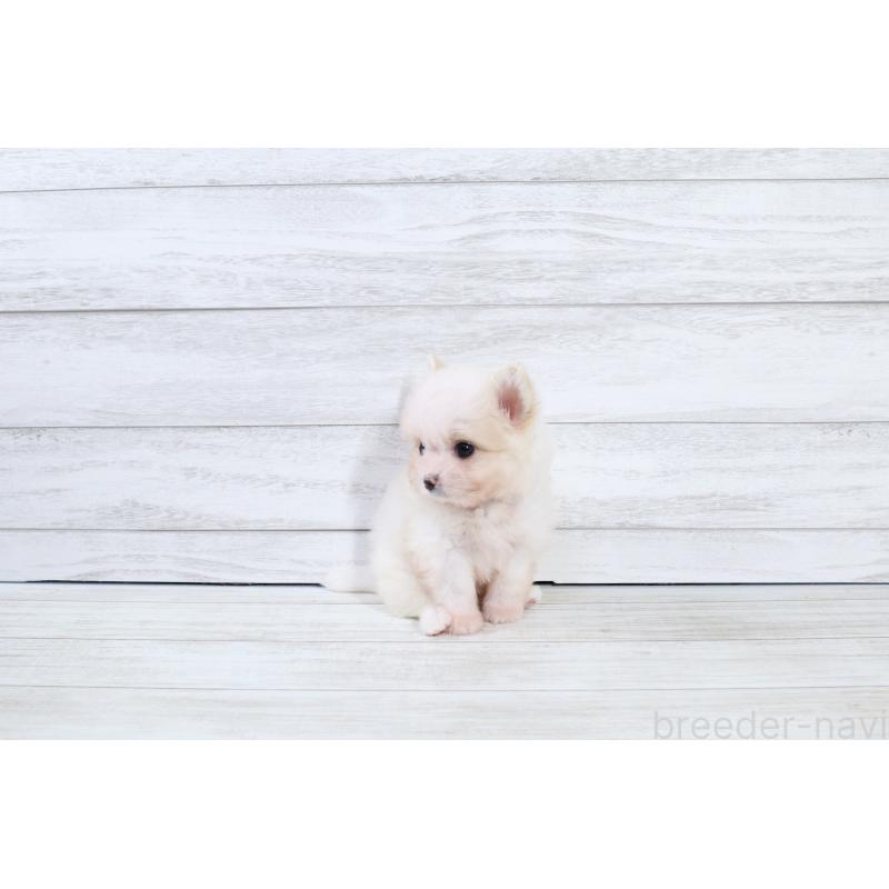 販売中の京都府のポメマル:ポメラニアン×マルチーズ-425241の4枚目