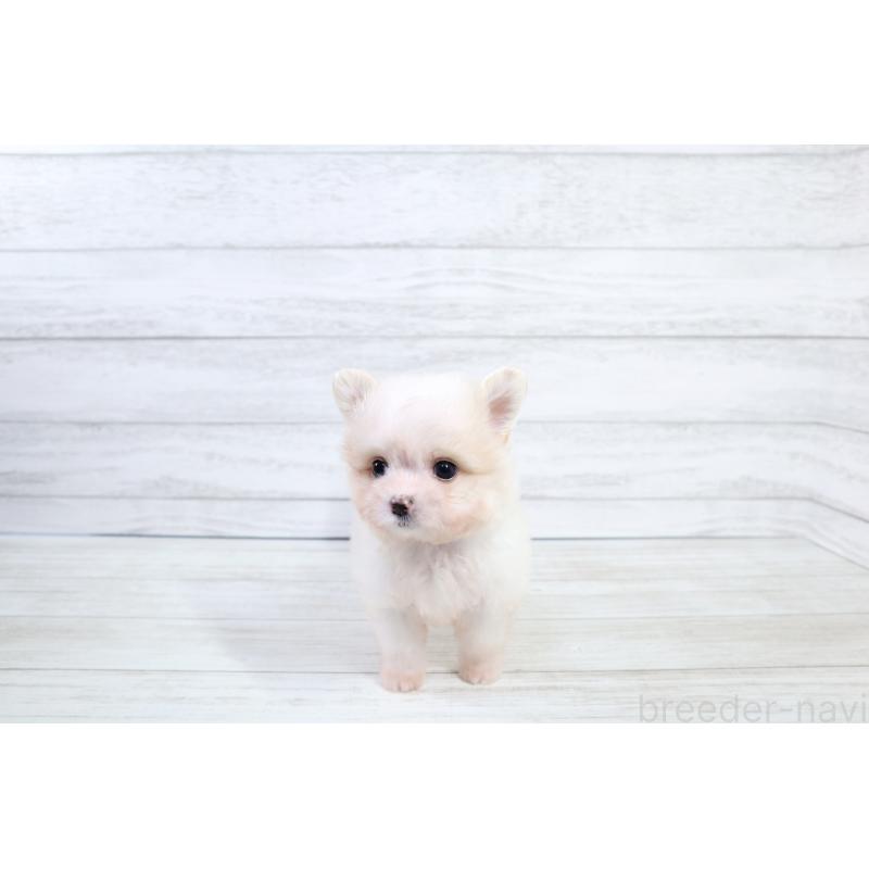 販売中の京都府のポメマル:ポメラニアン×マルチーズ-425241の3枚目