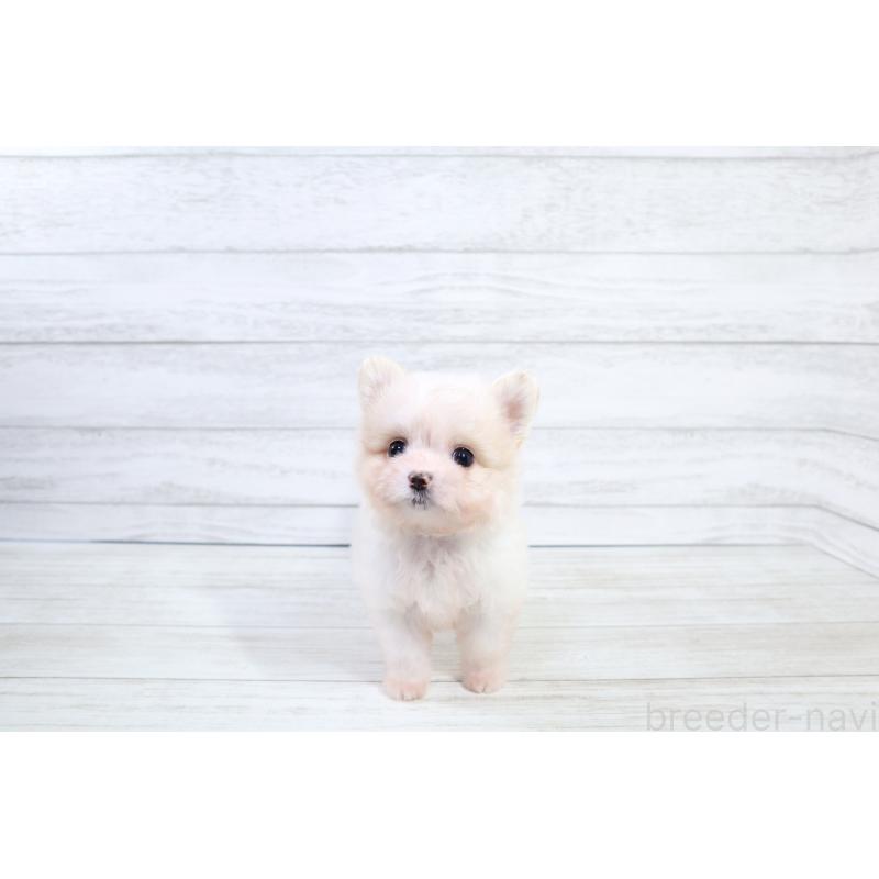 販売中の京都府のポメマル:ポメラニアン×マルチーズ-425241の2枚目