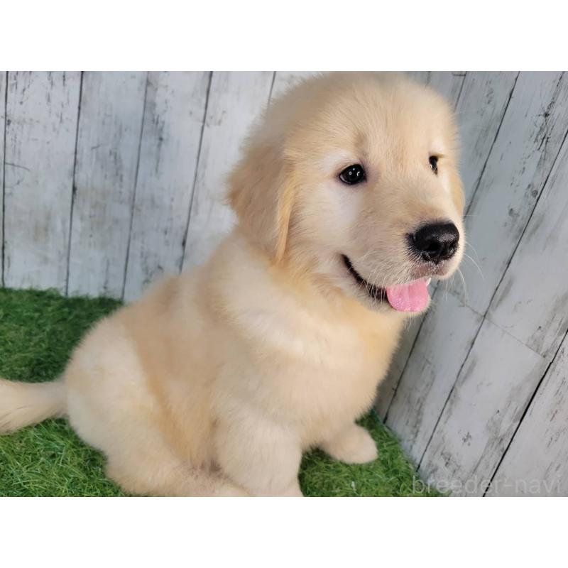 成約済の三重県のゴールデンレトリーバー-420509の4枚目