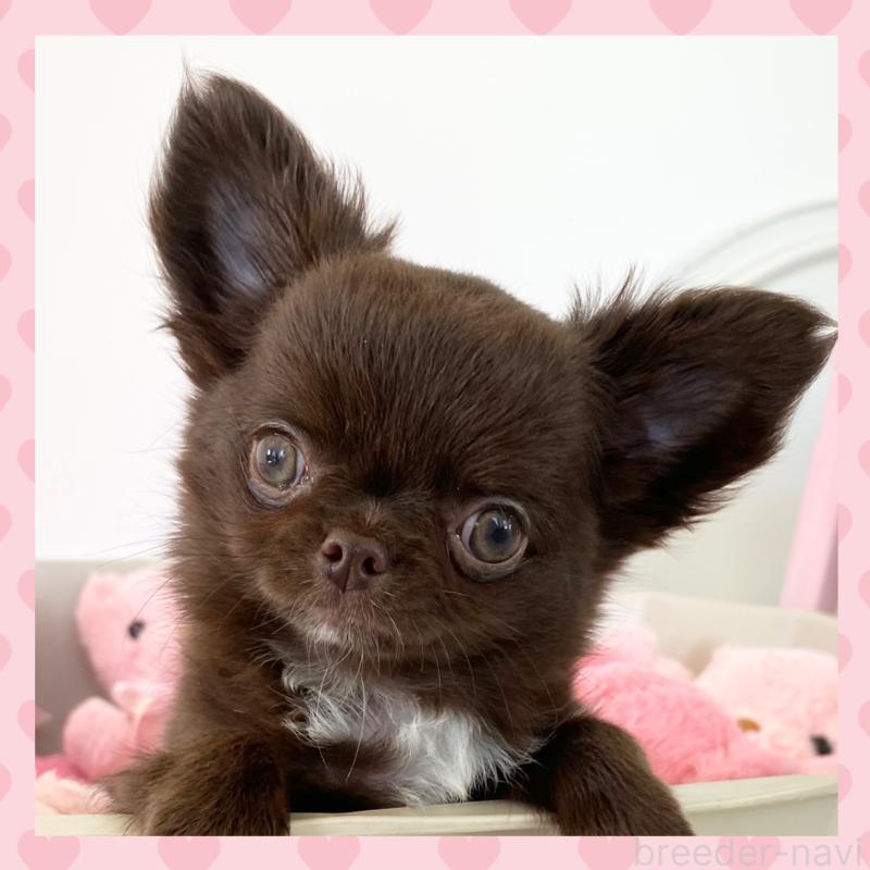 販売中の群馬県のチワワ(ロングコート)-424182