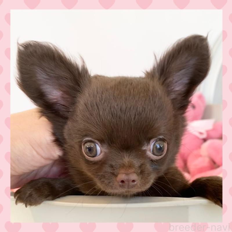 販売中の群馬県のチワワ(ロングコート)-424184