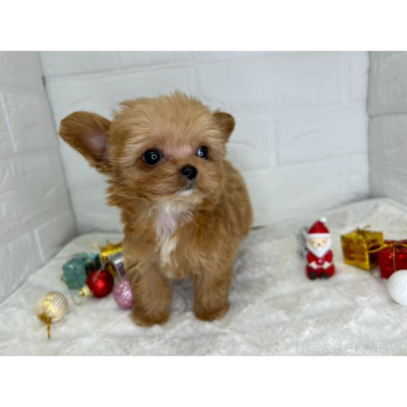 販売中の茨城県のチワプー:チワワ×トイプードル-425242の10枚目