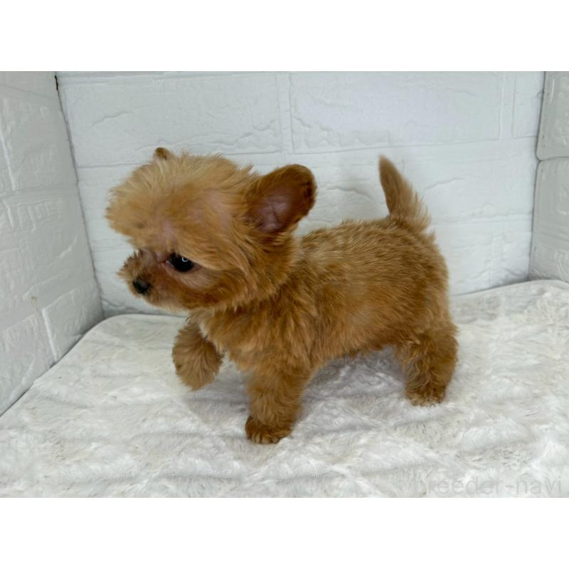 販売中の茨城県のチワプー:チワワ×トイプードル-425242の9枚目