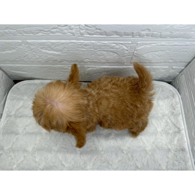 販売中の茨城県のチワプー:チワワ×トイプードル-425242の8枚目