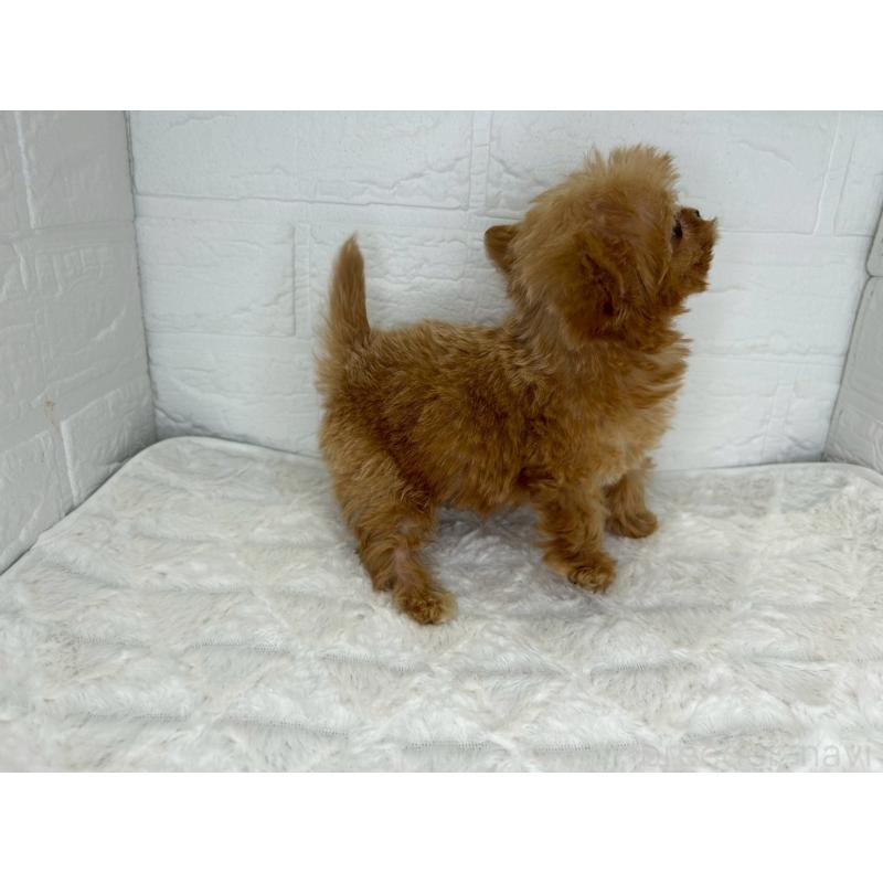 販売中の茨城県のチワプー:チワワ×トイプードル-425242の7枚目