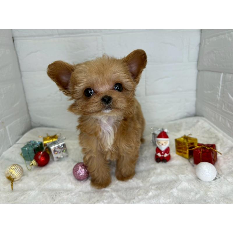 販売中の茨城県のチワプー:チワワ×トイプードル-425242の6枚目