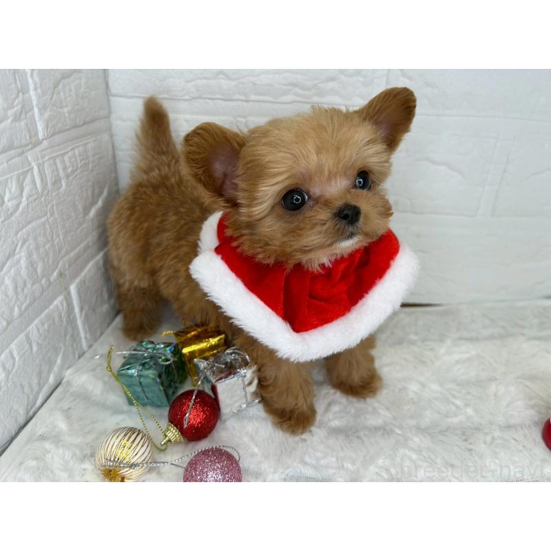 販売中の茨城県のチワプー:チワワ×トイプードル-425242の5枚目