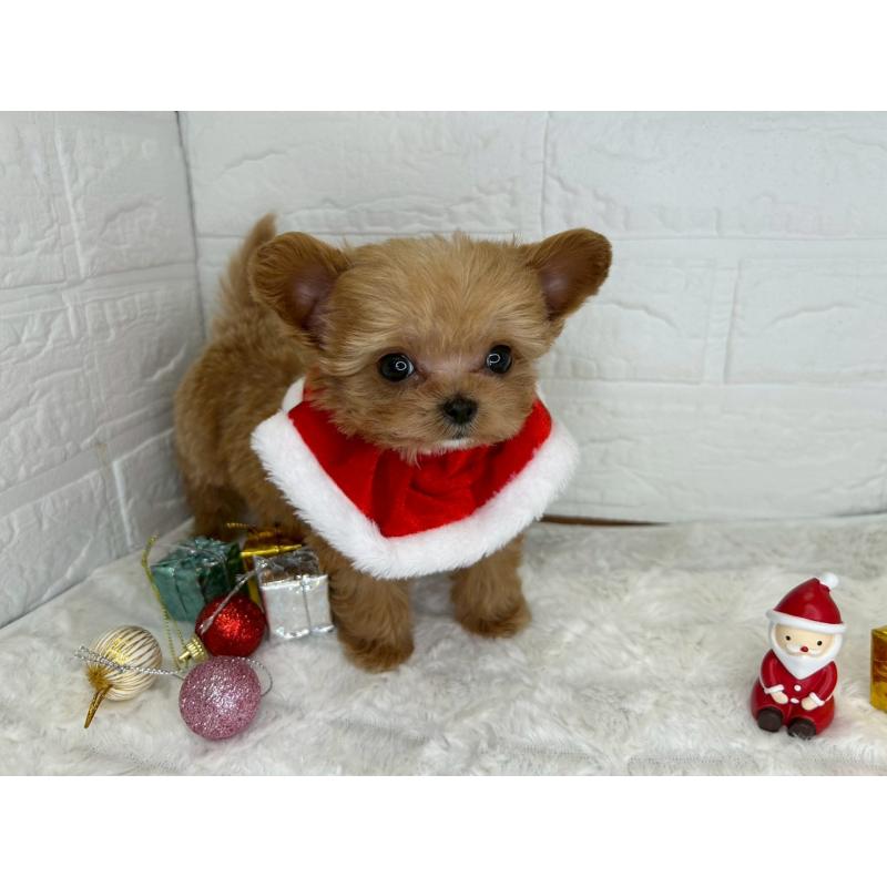 販売中の茨城県のチワプー:チワワ×トイプードル-425242の4枚目