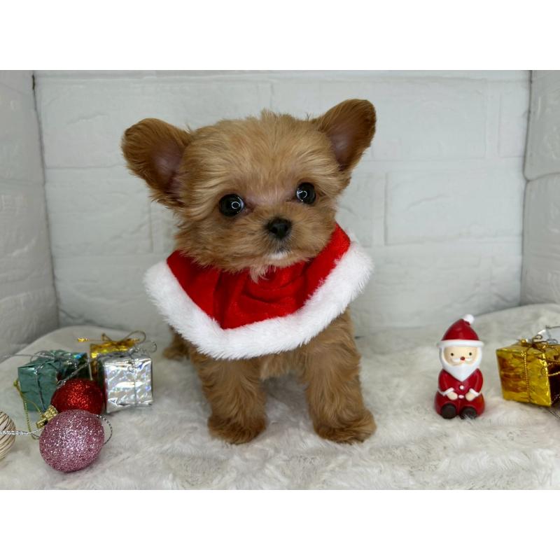 販売中の茨城県のチワプー:チワワ×トイプードル-425242の3枚目