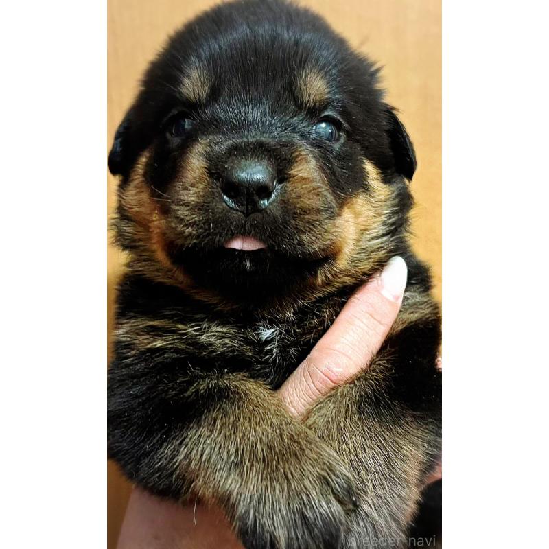 販売中の愛知県のロットワイラー-421473の3枚目