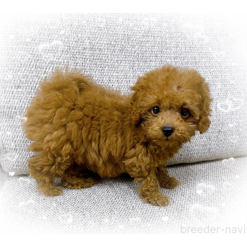 販売中の東京都のティーカッププードル-420144の2枚目