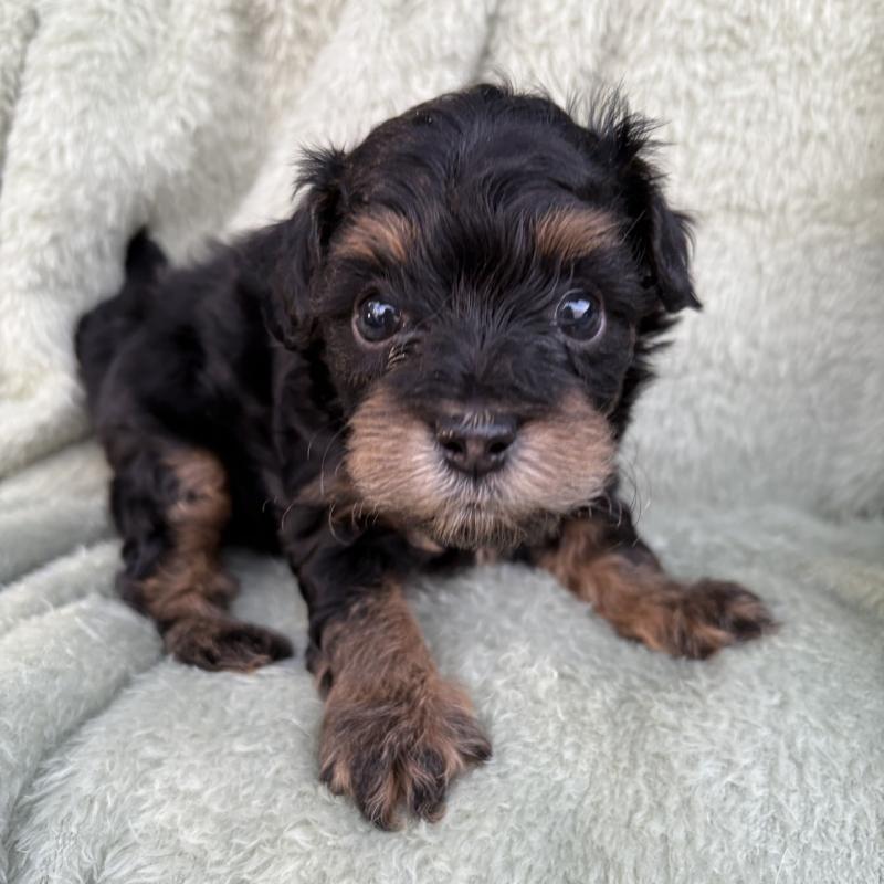 販売中の東京都のチワプー:チワワ×トイプードル-425244の1枚目