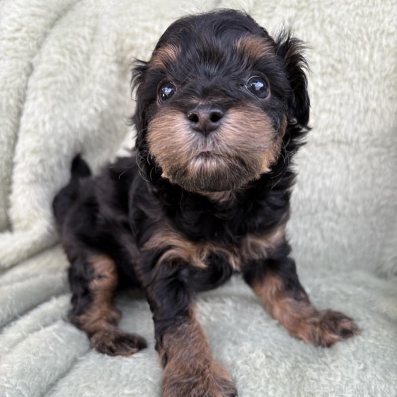 販売中の東京都のチワプー:チワワ×トイプードル-425244の5枚目