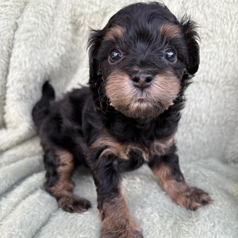 販売中の東京都のチワプー:チワワ×トイプードル-425244の4枚目