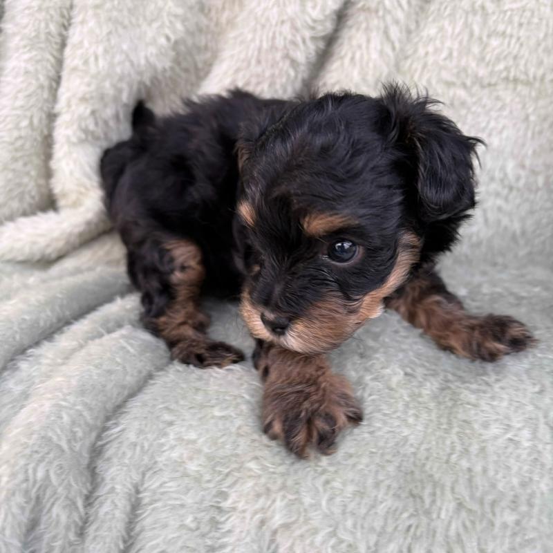 販売中の東京都のチワプー:チワワ×トイプードル-425244の3枚目