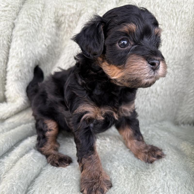 販売中の東京都のチワプー:チワワ×トイプードル-425244の2枚目