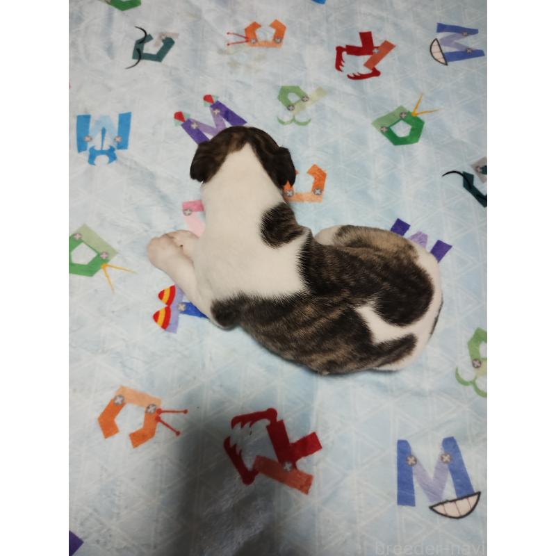 販売中の広島県のウィペット-425246の4枚目