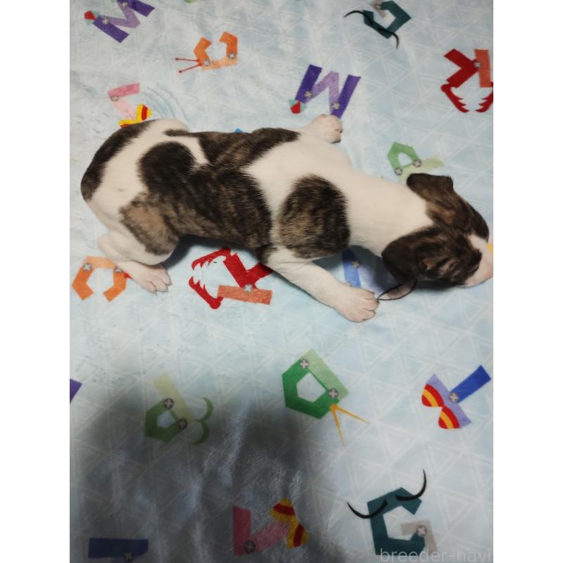 販売中の広島県のウィペット-425246の3枚目