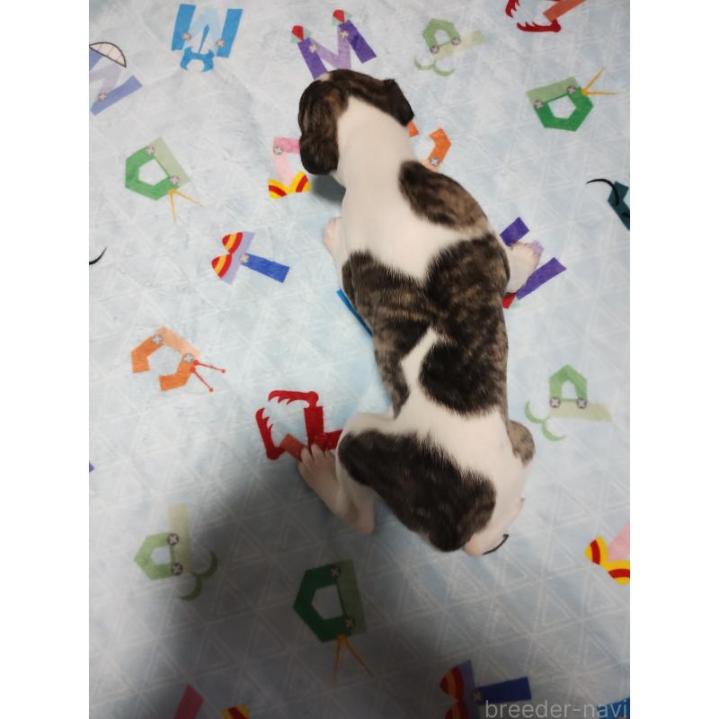 販売中の広島県のウィペット-425246の2枚目