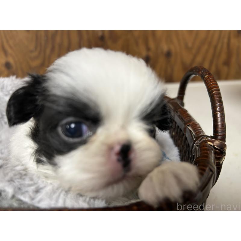 成約済の静岡県の狆 (チン)-424016の9枚目