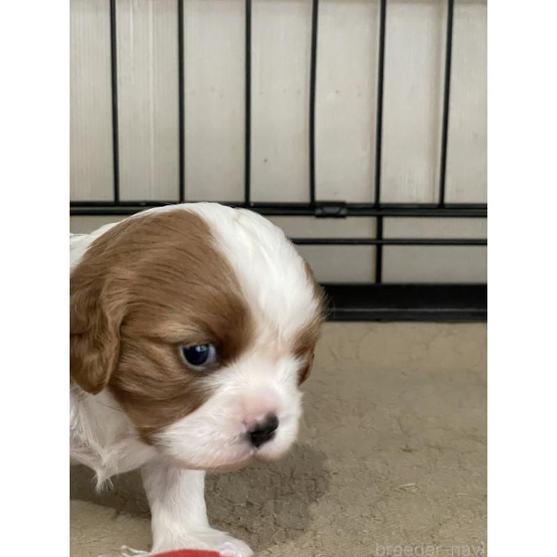 販売中の岡山県のキャバリアキングチャールズスパニエル-425247の6枚目