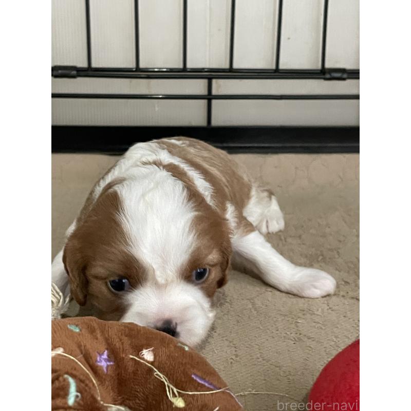 販売中の岡山県のキャバリアキングチャールズスパニエル-425247の5枚目