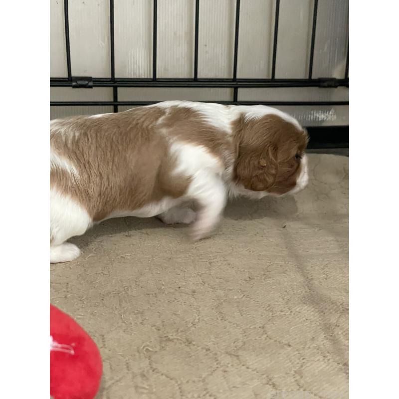 販売中の岡山県のキャバリアキングチャールズスパニエル-425247の4枚目