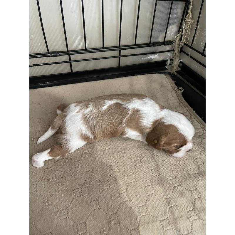 販売中の岡山県のキャバリアキングチャールズスパニエル-425247の3枚目